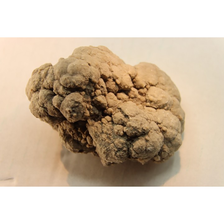 dinosaur coprolithe - jurassic - Morrison Formation - Wyoming, USA