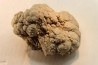 coprolithe de dinosaure - jurassique - Morrison Formation - Wyoming, USA