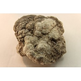 coprolithe de dinosaure - jurassique - Morrison Formation - Wyoming, USA