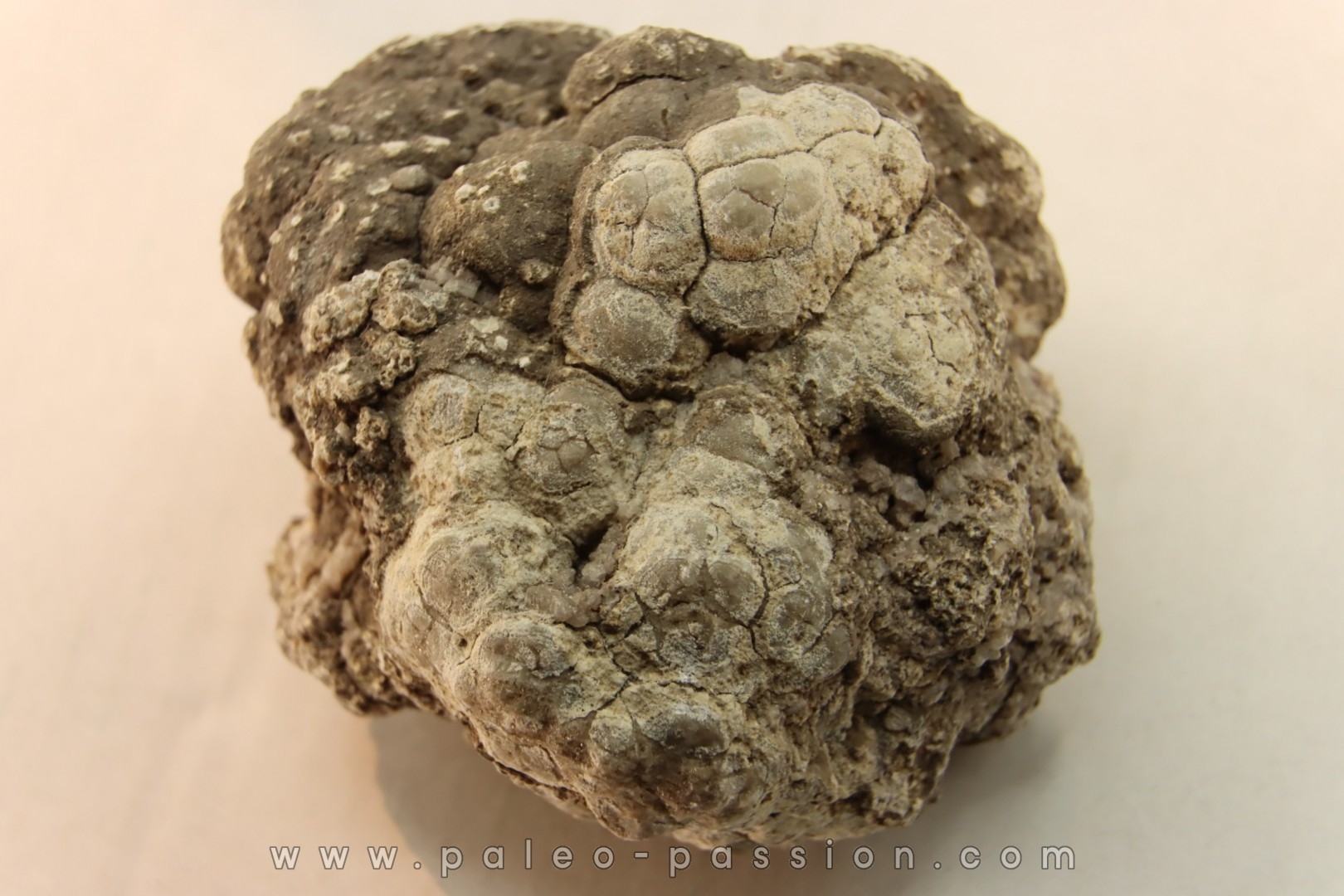coprolithe de dinosaure - jurassique - Morrison Formation - Wyoming, USA