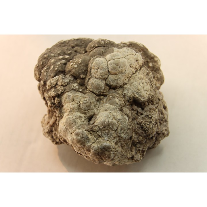 dinosaur coprolithe - jurassic - Morrison Formation - Wyoming, USA