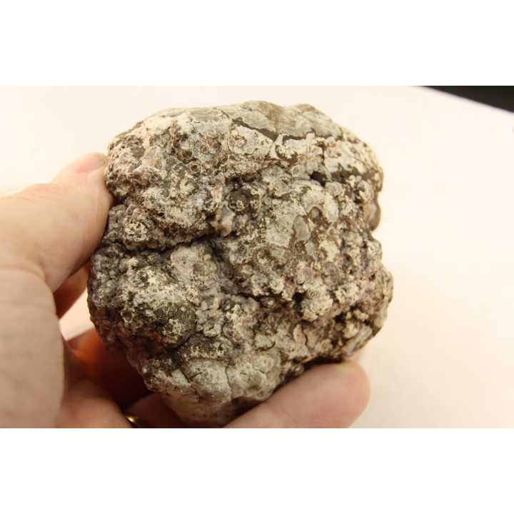 dinosaur coprolithe - jurassic - Morrison Formation - Wyoming, USA