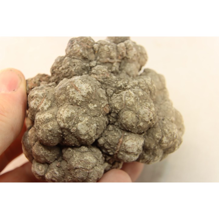 coprolithe de dinosaure - jurassique - Morrison Formation - Wyoming, USA