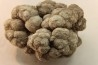 dinosaur coprolithe - jurassic - Morrison Formation - Wyoming, USA