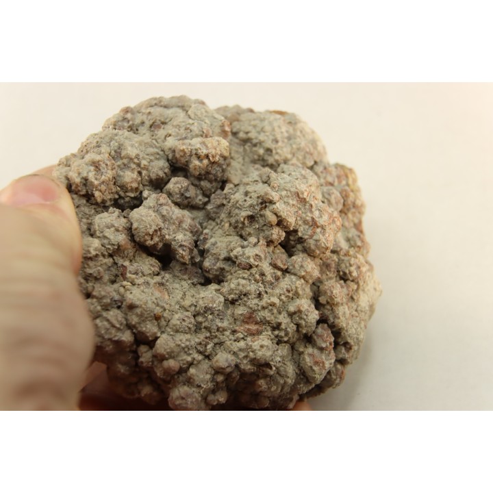 coprolithe de dinosaure - jurassique - Morrison Formation - Wyoming, USA