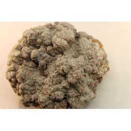 dinosaur coprolithe - jurassic - Morrison Formation - Wyoming, USA