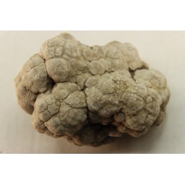 dinosaur coprolithe - jurassic - Morrison Formation - Wyoming, USA