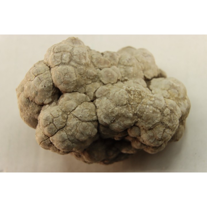 coprolithe de dinosaure - jurassique - Morrison Formation - Wyoming, USA