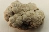 coprolithe de dinosaure - jurassique - Morrison Formation - Wyoming, USA