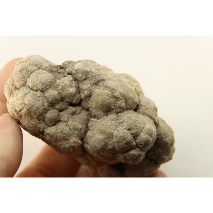 dinosaur coprolithe - jurassic - Morrison Formation - Wyoming, USA