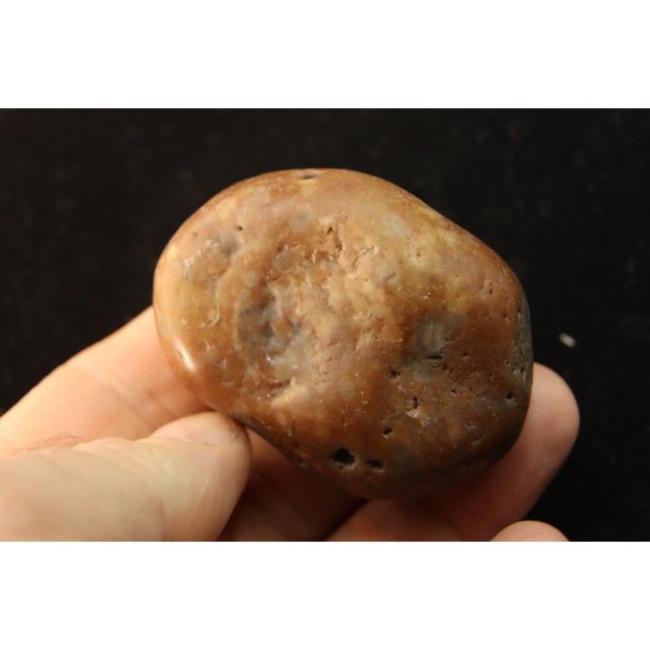 Gastrolith of  Dinosaur - Lower Cretaceous - Cloverly formation - Montana -USA