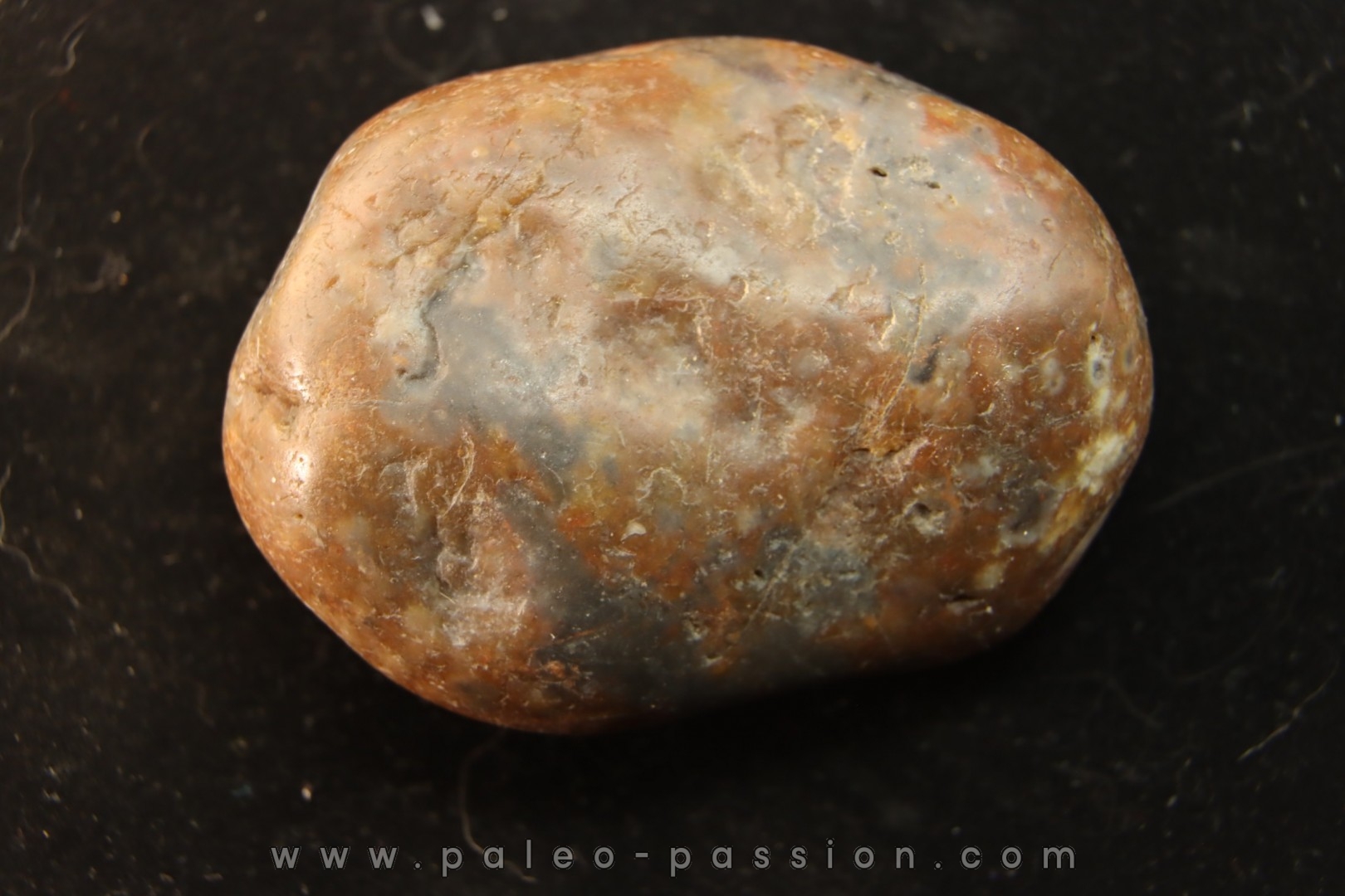 Gastrolith of Dinosaur - Lower Cretaceous - Cloverly formation - Montana -USA