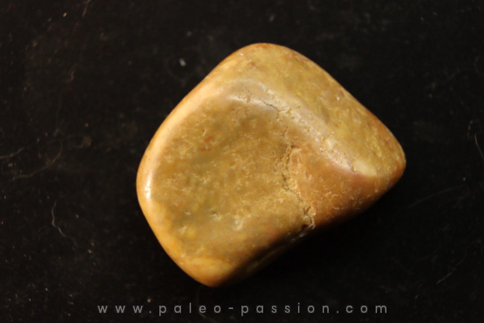 Gastrolith of Dinosaur - Lower Cretaceous - Cloverly formation - Montana -USA