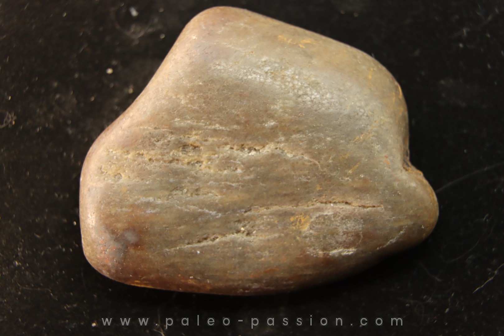 Gastrolith of Dinosaur - Lower Cretaceous - Cloverly formation - Montana -USA