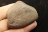 Gastrolith of Dinosaur - Lower Cretaceous - Cloverly formation - Montana -USA
