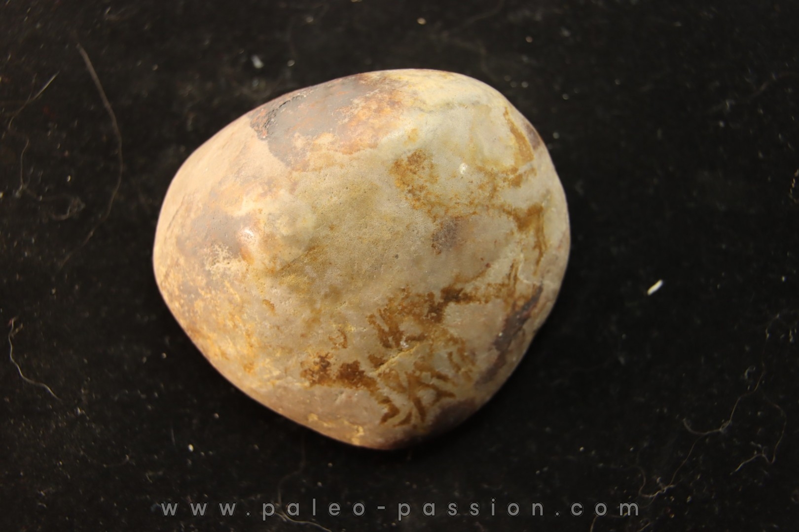Gastrolith of Dinosaur - Lower Cretaceous - Cloverly formation - Montana -USA