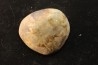 Gastrolith of Dinosaur - Lower Cretaceous - Cloverly formation - Montana -USA