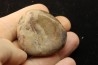Gastrolith of Dinosaur - Lower Cretaceous - Cloverly formation - Montana -USA