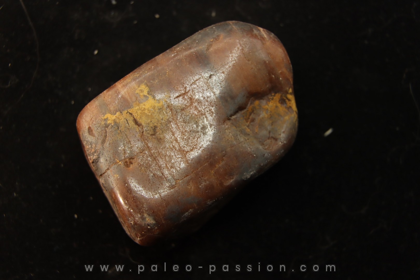 Gastrolith of Dinosaur - Lower Cretaceous - Cloverly formation - Montana -USA