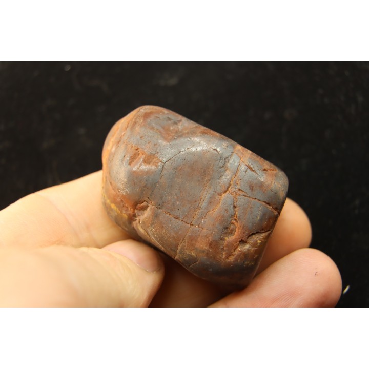 Gastrolith of  Dinosaur - Lower Cretaceous - Cloverly formation - Montana -USA