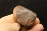 Gastrolith of Dinosaur - Lower Cretaceous - Cloverly formation - Montana -USA