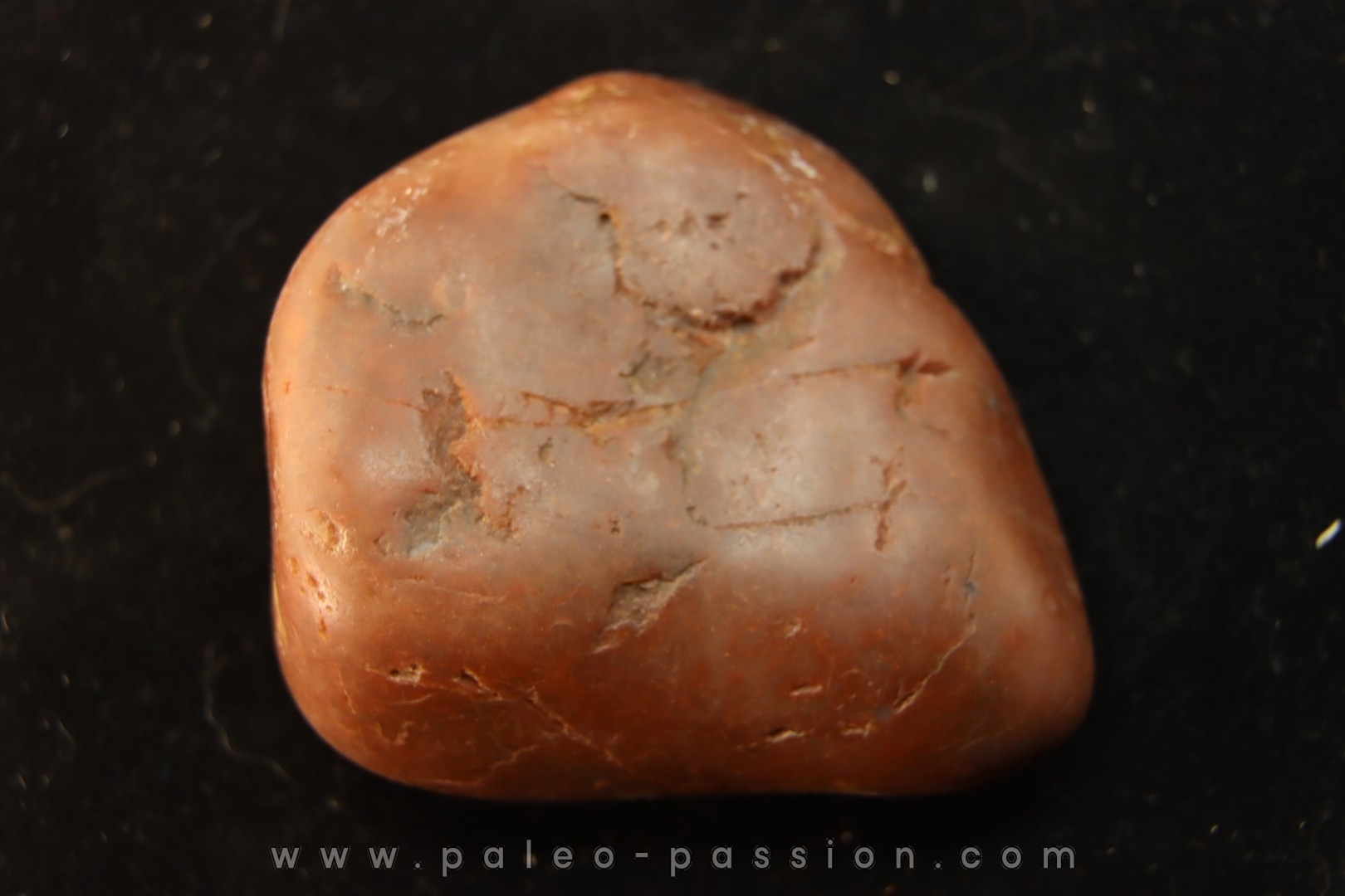 Gastrolith of Dinosaur - Lower Cretaceous - Cloverly formation - Montana -USA