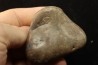 Gastrolith of Dinosaur - Lower Cretaceous - Cloverly formation - Montana -USA