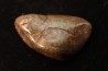 Gastrolith of Dinosaur - Lower Cretaceous - Cloverly formation - Montana -USA