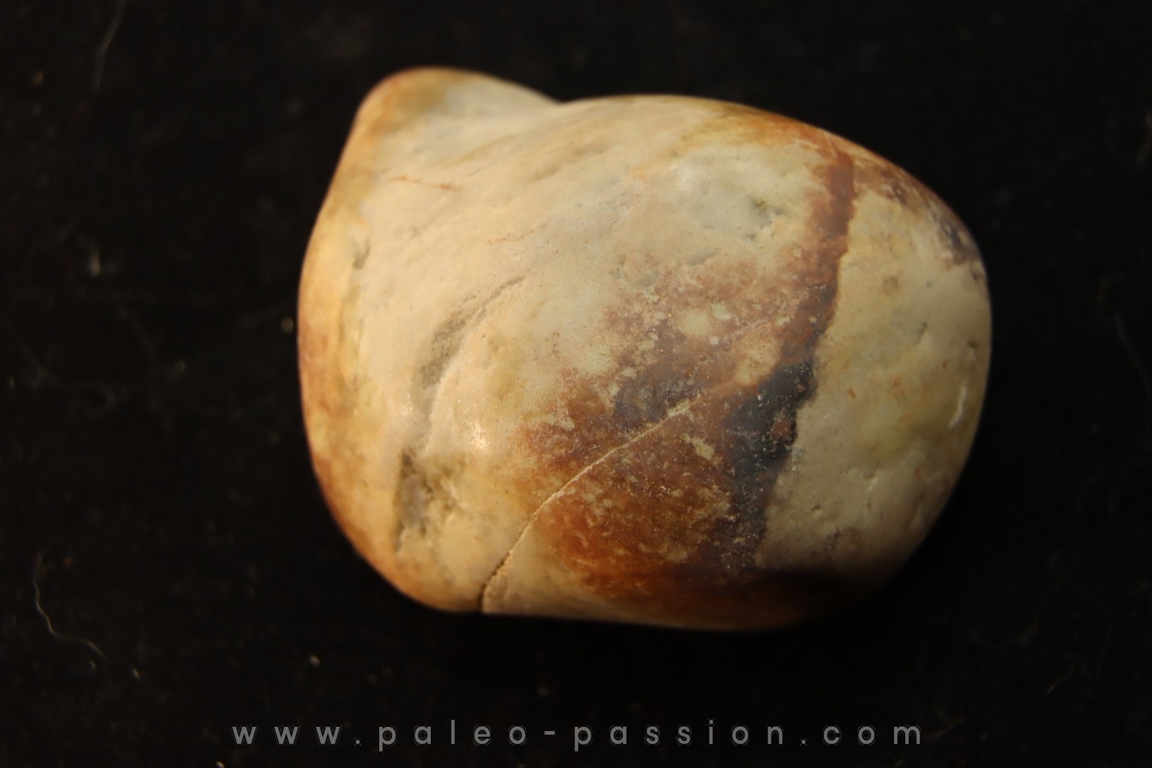 Gastrolith of Dinosaur - Lower Cretaceous - Cloverly formation - Montana -USA