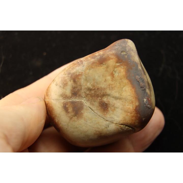 Gastrolith of  Dinosaur - Lower Cretaceous - Cloverly formation - Montana -USA