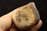 Gastrolith of Dinosaur - Lower Cretaceous - Cloverly formation - Montana -USA