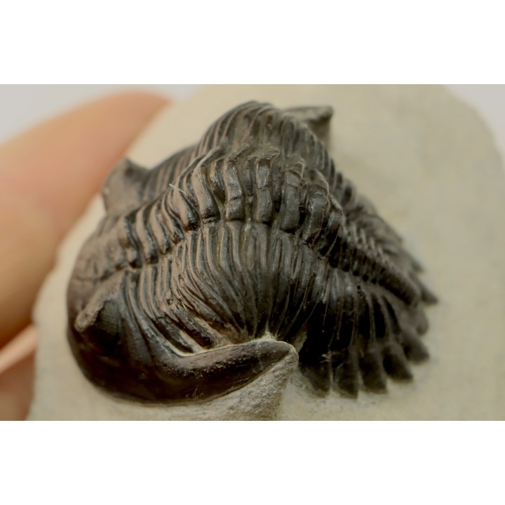 HOLLARDOPS mesocristata - emsien superieur - Jbel Gara, Foum zguid, Maroc