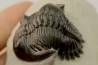 HOLLARDOPS mesocristata - emsien superieur - Jbel Gara, Foum zguid, Maroc
