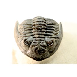 HOLLARDOPS mesocristata - emsien superieur - Jbel Gara, Foum zguid, Maroc
