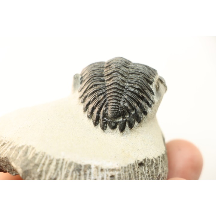 HOLLARDOPS mesocristata - emsien superieur - Jbel Gara, Foum zguid, Maroc