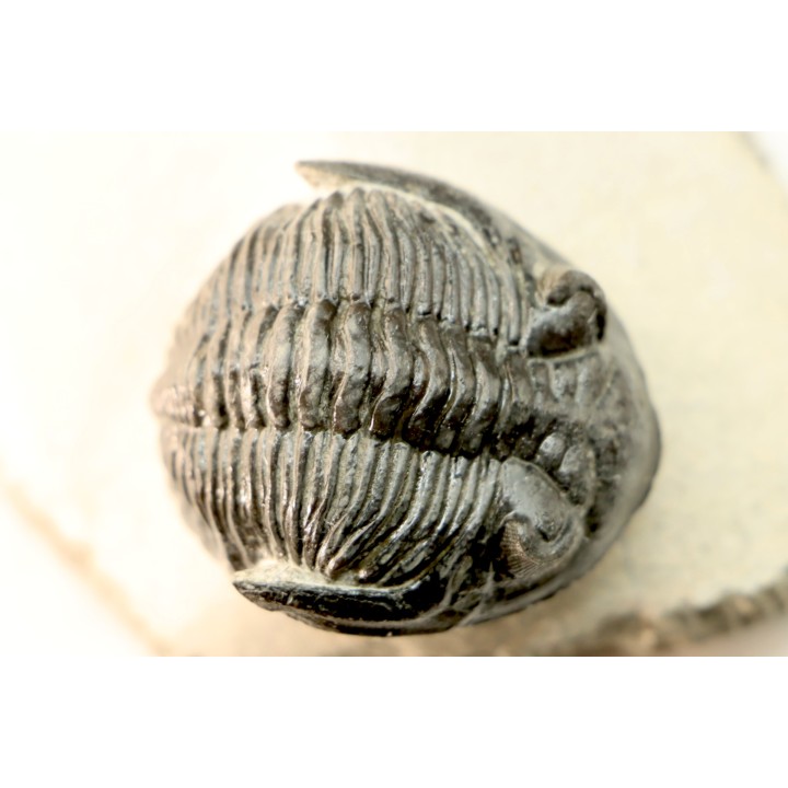 HOLLARDOPS mesocristata - upper emsian - Jbel Gara, Foum zguid, Morocco