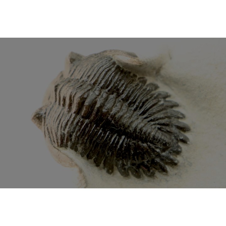 HOLLARDOPS mesocristata - upper emsian - Jbel Gara, Foum zguid, Morocco