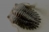 HOLLARDOPS mesocristata - emsien superieur - Jbel Gara, Foum zguid, Maroc