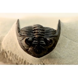 HOLLARDOPS mesocristata - upper emsian - Jbel Gara, Foum zguid, Morocco