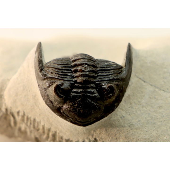 HOLLARDOPS mesocristata - upper emsian - Jbel Gara, Foum zguid, Morocco