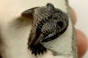 HOLLARDOPS mesocristata - emsien superieur - Jbel Gara, Foum zguid, Maroc