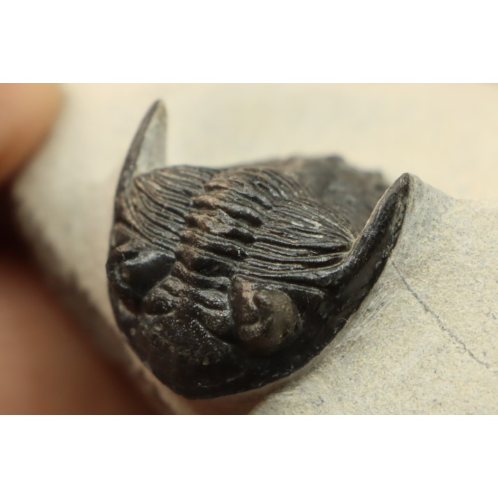 HOLLARDOPS mesocristata - upper emsian - Jbel Gara, Foum zguid, Morocco