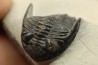 HOLLARDOPS mesocristata - emsien superieur - Jbel Gara, Foum zguid, Maroc