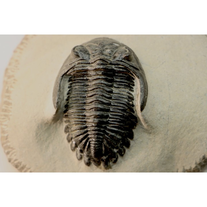 HOLLARDOPS mesocristata - emsien superieur - Jbel Gara, Foum zguid, Maroc