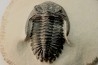 HOLLARDOPS mesocristata - upper emsian - Jbel Gara, Foum zguid, Morocco