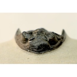 HOLLARDOPS mesocristata - emsien superieur - Jbel Gara, Foum zguid, Maroc