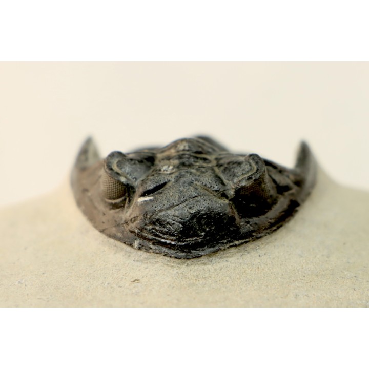 HOLLARDOPS mesocristata - emsien superieur - Jbel Gara, Foum zguid, Maroc