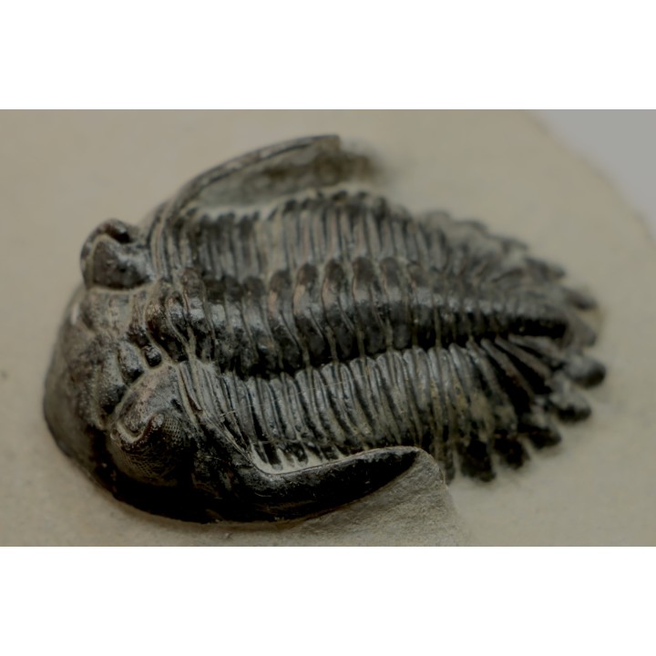 HOLLARDOPS mesocristata - emsien superieur - Jbel Gara, Foum zguid, Maroc