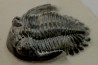 HOLLARDOPS mesocristata - emsien superieur - Jbel Gara, Foum zguid, Maroc