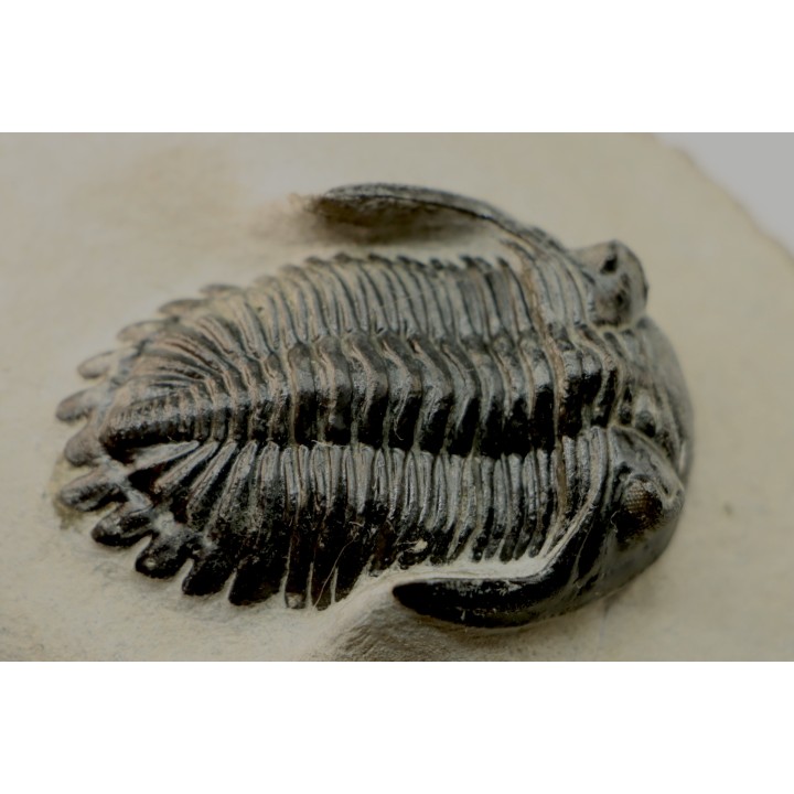 HOLLARDOPS mesocristata - emsien superieur - Jbel Gara, Foum zguid, Maroc